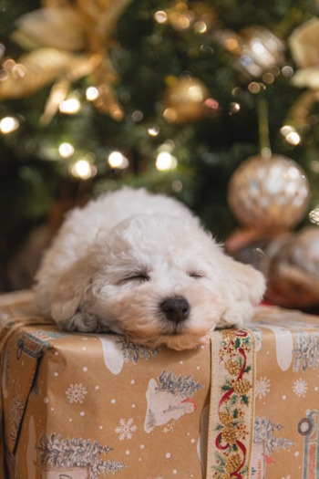 bichon frise sleeping